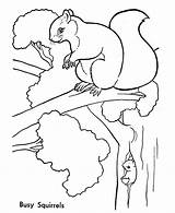 Squirrel Squirrels Forest Colouring Honkingdonkey sketch template
