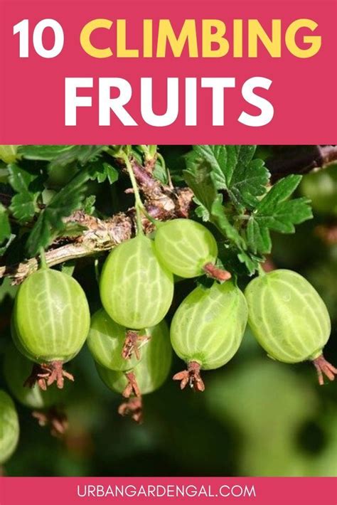 climbing fruit plants fruit plants climbing plants fast growing