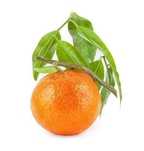 Fresh Tangerine Fruit Isolated On A White Background Genus Citrus