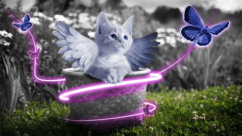 fairy kittens wallpapers wallpaper cave