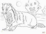 Badger Coloring Honey Pages Printable Blaireau Coloriage Color Unparalleled 2093 American Meghan Trainor Divyajanani Animals Badgers Version Click Categories Woodland sketch template
