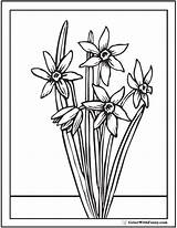 Coloring Flower Daffodil Flowers Spring Pages Color Rose Wild Narcissus Kids Print Printable Printables Sheet Getdrawings Getcolorings Colorwithfuzzy sketch template