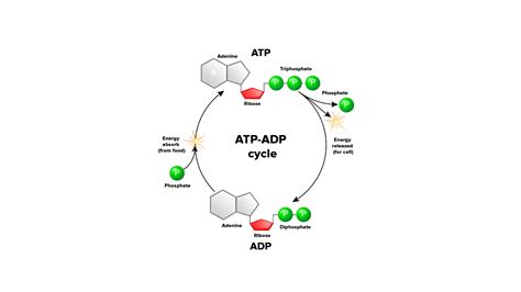 recycled  atp cycle