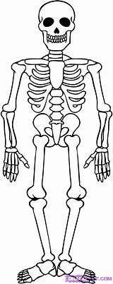 Skeleton Coloring Pages Kids Halloween Draw Skeletons Drawing Body Anatomy Step sketch template