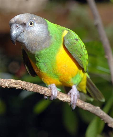 senegal parrot royalty  stock  image