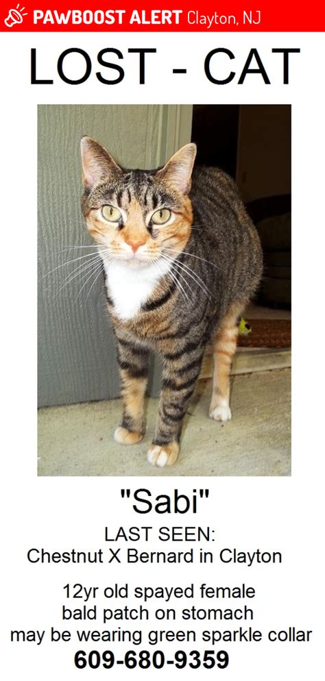 lost female cat in clayton nj 08312 named sabi id 4688892 pawboost