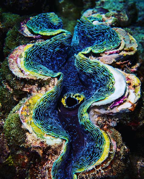Did You Know That A Giant Clam S Bright Colors Are Actually A Result Of