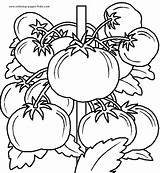 Coloring Pages Color Vegetables Vegetable Nature Food Printable Sheets Kids Sheet Found sketch template