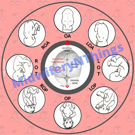 Fetal Position Wheel Cherry Digital Download Pdf Etsy