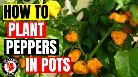 plant peppers  pots growing peppers  pots   youtube