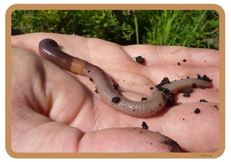 worms explore ecology