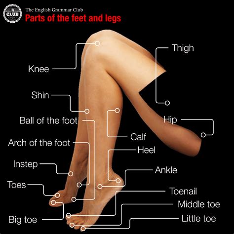 parts   feet  legs grammar tips