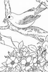 Goldfinch Coloring Willow Template sketch template