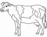 Cow Coloring Pages Kids Printable Dairy Procoloring Drawing Milk Cows Templates Face Ready Animal Netart Colouring Cute Colour Calf Dog sketch template