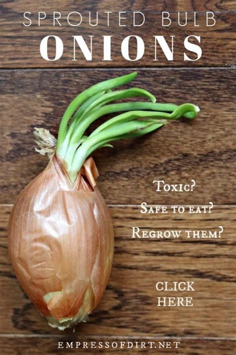 regrow sprouted onion bulbs empress  dirt onion bulbs