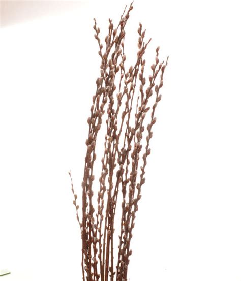 Fresh Pussy Willow Branches 32 36 Inch Stems 15 Stems Etsy