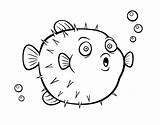 Puffer Fish Coloring Dibujos Drawing Animales Pufferfish Para Colorear Pez Pages Dibujo Coloringcrew Globo Color Getdrawings Childhood sketch template