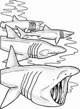 Shark Coloring Pages Sharks Basking Printable Print Colouring Color Kids Sheets Great Book Search Google Online Mean Gif Baby Paper sketch template