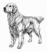 Retriever Dog Bestcoloringpagesforkids sketch template