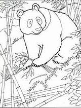 Ausmalbilder Mammals Pandabeer Coloriage Kung Dieren Tulamama Topkleurplaat Malvorlage Sheets Colouringpages Stimmen Stemmen sketch template