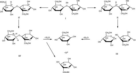 mechanism  acid catalyzed hydrolysis     glucan   scientific diagram