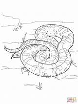 Anaconda Coloring Green Pages Printable Color Drawing sketch template