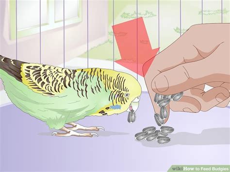 how to feed budgies 13 steps with pictures wikihow