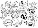 Insect Bugs Insects Bug sketch template