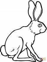 Hare Rabbit Liebre Jackrabbit Arctic Hares Fox Clipartmag Designlooter sketch template