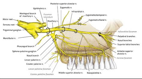 anatomy  clinical significance   maxillary nerve  literature