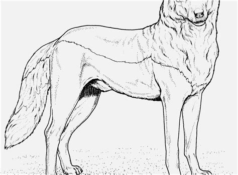 realistic wolf drawing wolf coloring pages jake film analysis
