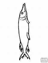 Pike Fish Coloring Pages Drawing Northern Jumping Printable Walleye Water Color Getdrawings Version Click Sketch Categories Clipart Sketchite sketch template