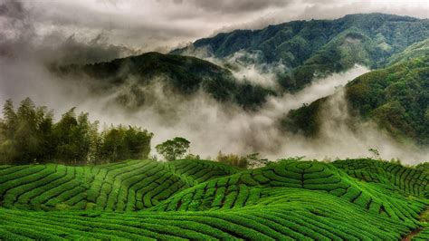 places  tea plantation trails  india trawell blog
