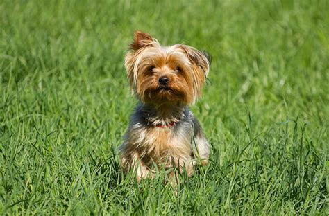 yorkshire terrier breed guide pet insurance review
