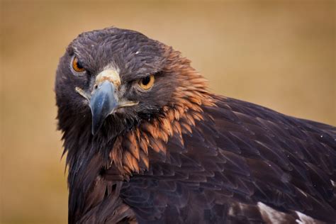 federally funded project seeks  deter eagles  wind turbines