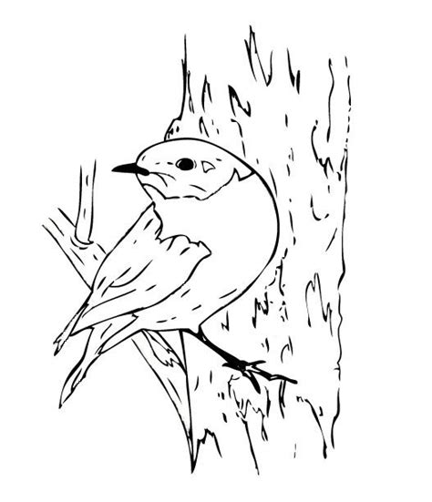 bluebird butterfly coloring page art coloring pages