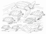 Sea Turtle Coloring Leatherback Getcolorings Lovely sketch template