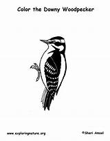Woodpecker Downy Coloring sketch template