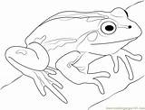 Frog Coloring Pages Cute Printable Coloringpages101 Frogs sketch template