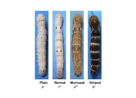 What Makes Silkworms Male Or Female Asian Scientist Magazine