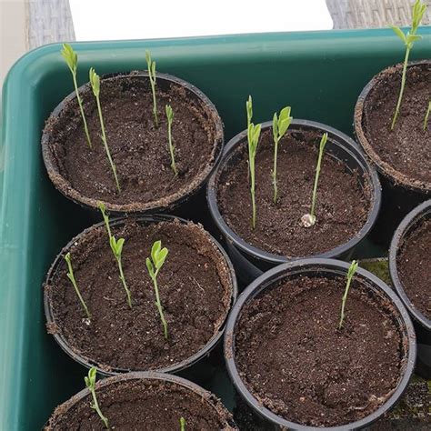 sweet pea grown  seed    time  start opening