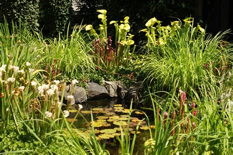 bog garden finegardening