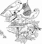 Kleurplaat Vogels Roodborstje Voor Pimpelmees Voederplank Tekening Koolmees Voeren Kleurplaten Scheiden Doodle Groenling Vogelhuisje Afbeeldingsresultaat Natuurkunde sketch template
