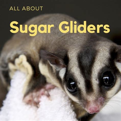 sugar gliders general information  pet keeping pethelpful