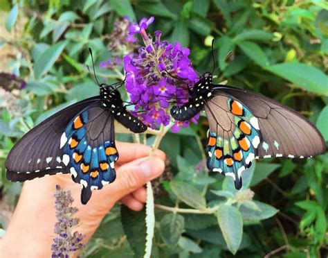 California Pipevine Swallowtail Butterfly Identification Facts And Pictures