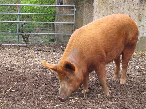 filemudchute farm pig sidejpg wikimedia commons