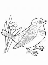 Coloring Pages Sparrow Birds Recommended Sparrows sketch template