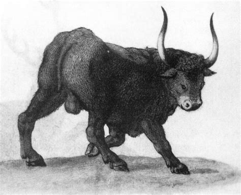 ancient aurochs close   revived  european scientists