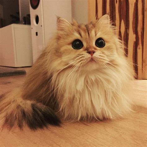 magnificently fluffy cat  part fox love meow