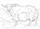 Yak Coloring Pages sketch template